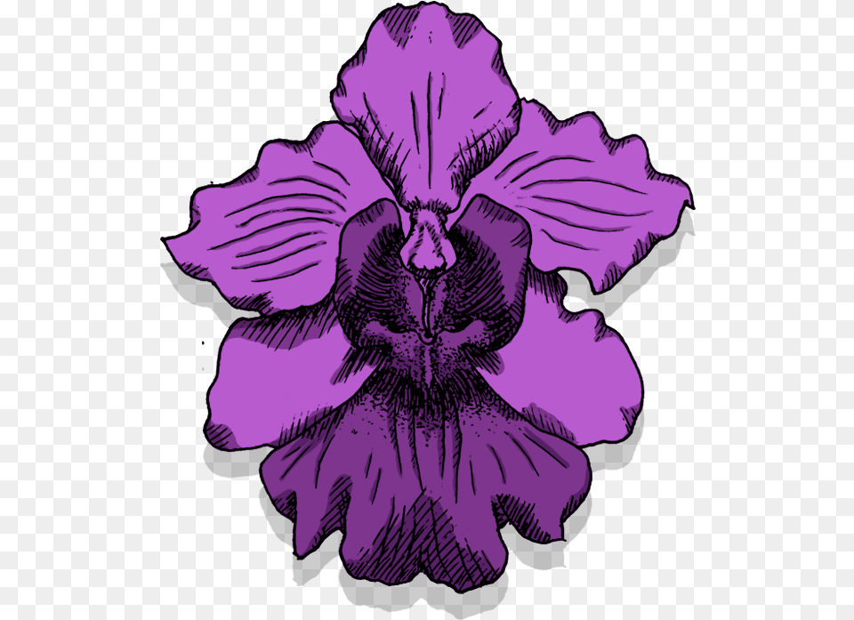 Thumb Image Vanda Miss Joaquim Illustration, Flower, Orchid, Plant, Purple Png