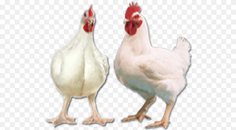 Thumb Image Vencobb Chicken, Animal, Bird, Fowl, Poultry Png