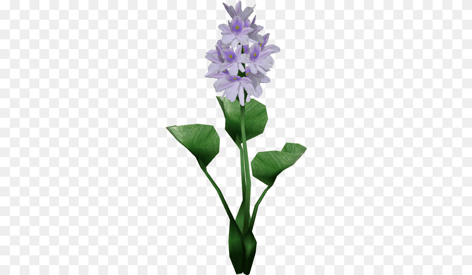 Thumb Water Hyacinth Plant, Flower, Leaf Png Image