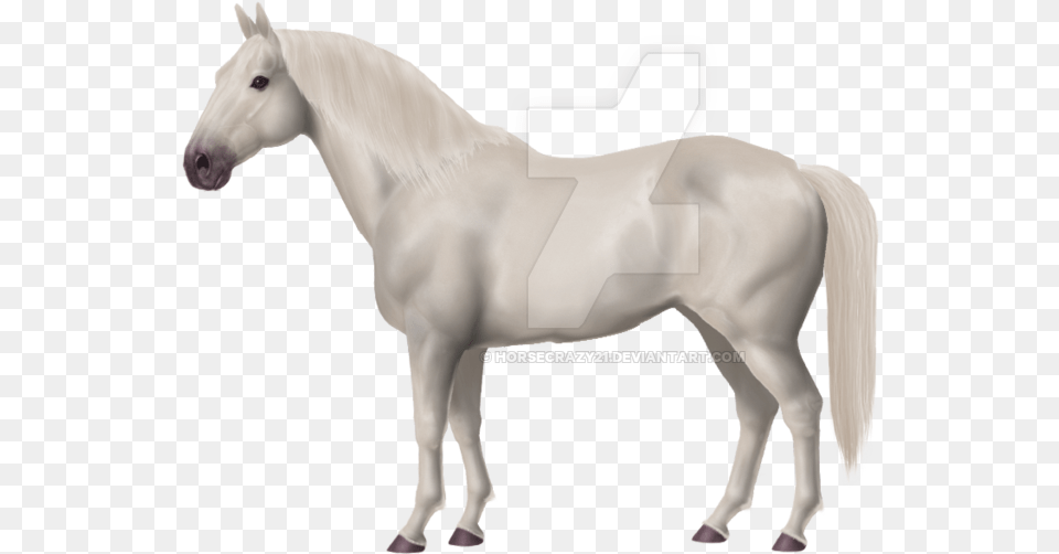 Thumb Image White Horse, Animal, Mammal, Stallion Free Png