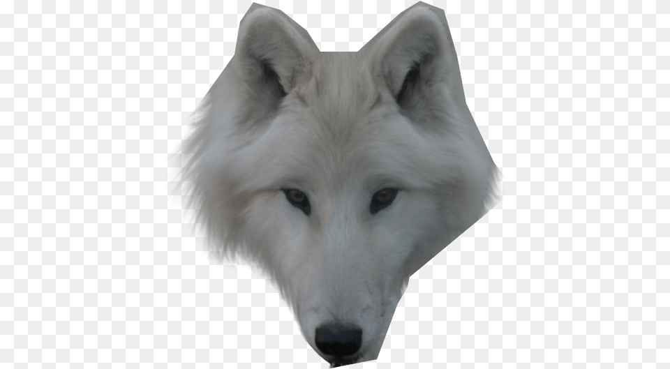 Thumb Image Wolf Face Transparent, Animal, Canine, Dog, Mammal Free Png Download