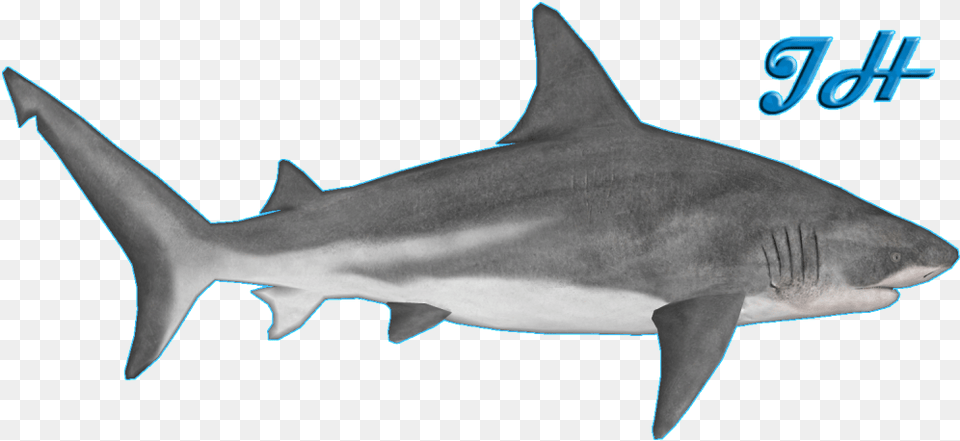 Thumb Image Zoo Tycoon 2 Bull Shark, Animal, Fish, Sea Life Free Transparent Png