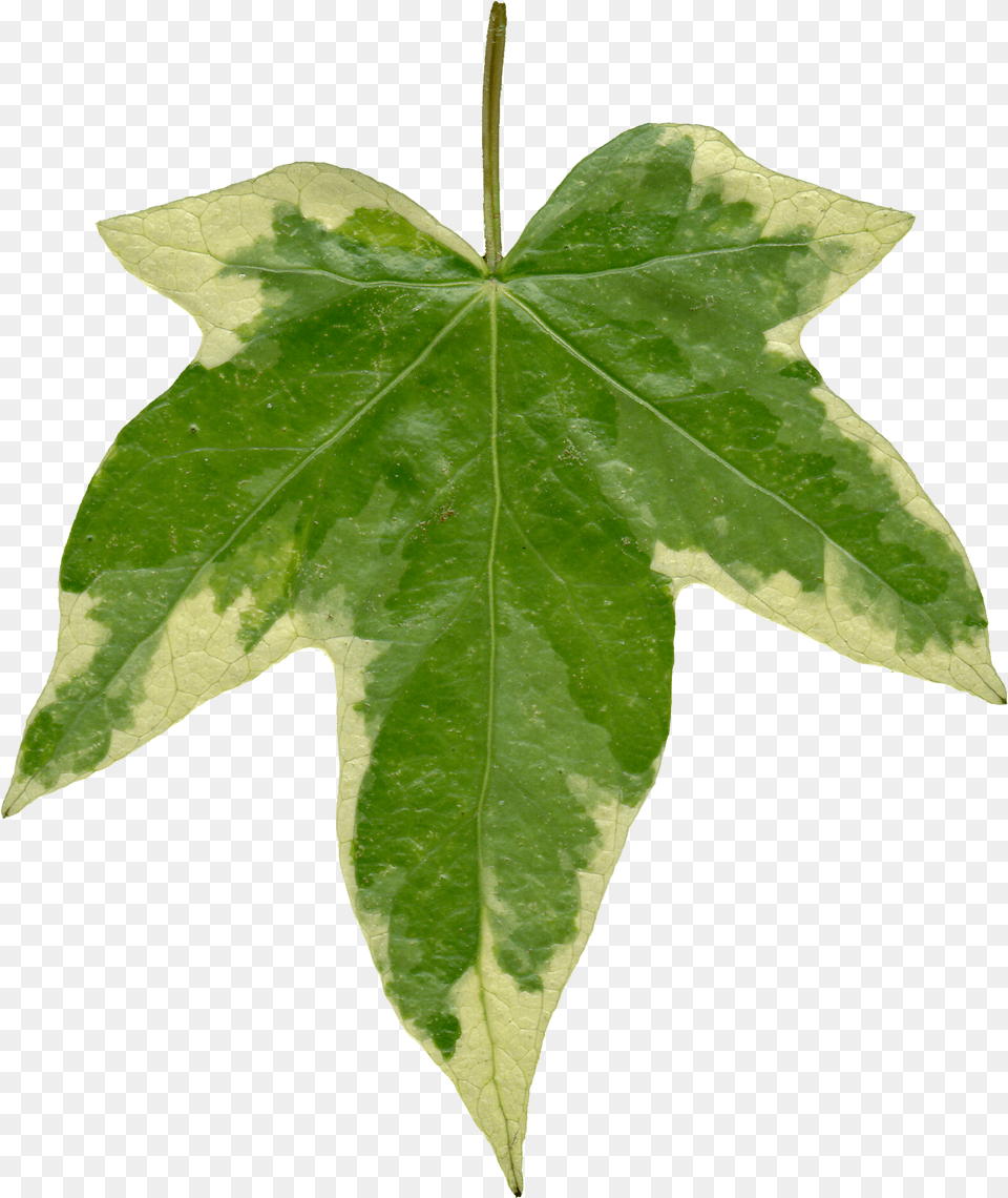 Thumb Ivy Leaf Texture, Plant, Tree, Maple Free Png Download