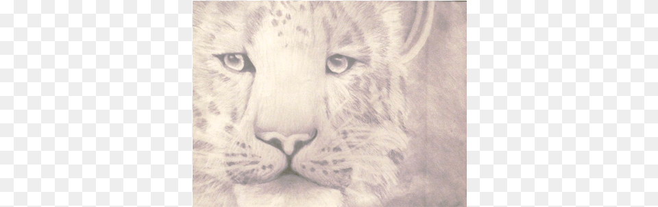 Thumb Masai Lion, Art, Drawing, Animal, Cat Png Image