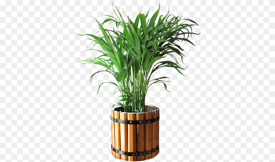 Thumb Palm In A Pot, Jar, Plant, Planter, Potted Plant Free Png