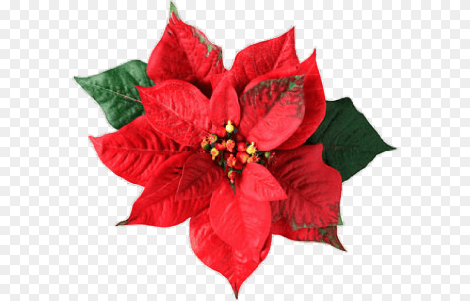 Thumb Poinsettia Flower, Leaf, Petal, Plant, Anther Free Png