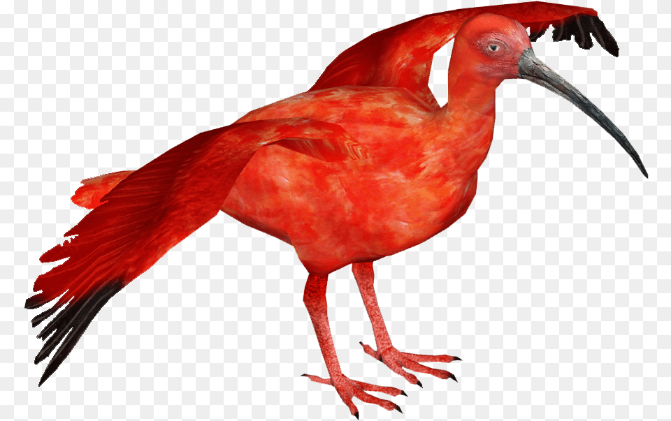 Thumb Scarlet Ibis Bird, Animal, Beak, Waterfowl Free Png Download