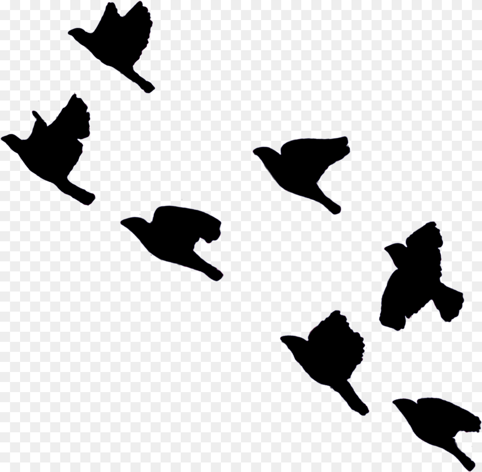 Thumb Shadow Birds Flying In The Sky, Silhouette Free Png