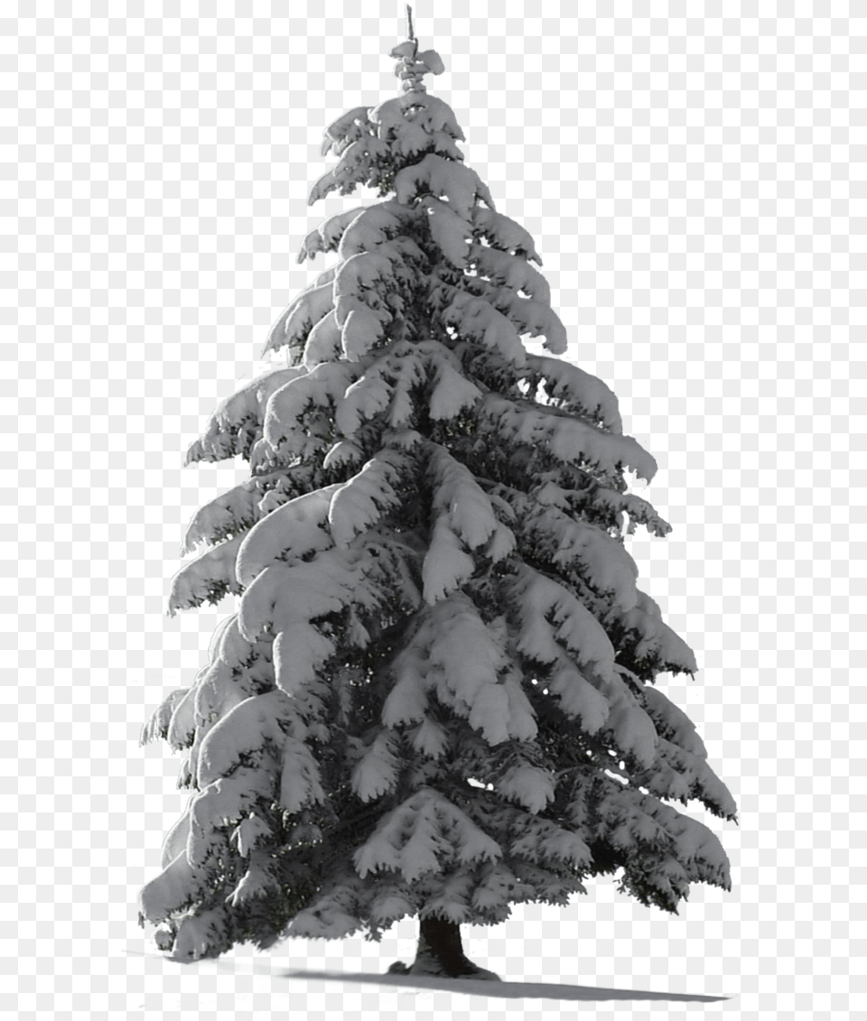 Thumb Snow Pine Tree, Plant, Fir, Adult, Wedding Png