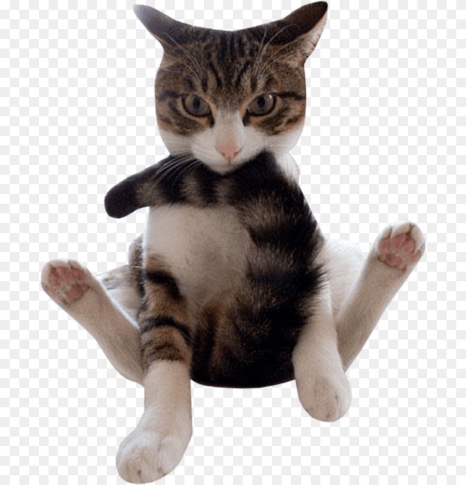 Thumb Transparent Funny Cats, Animal, Cat, Mammal, Manx Free Png