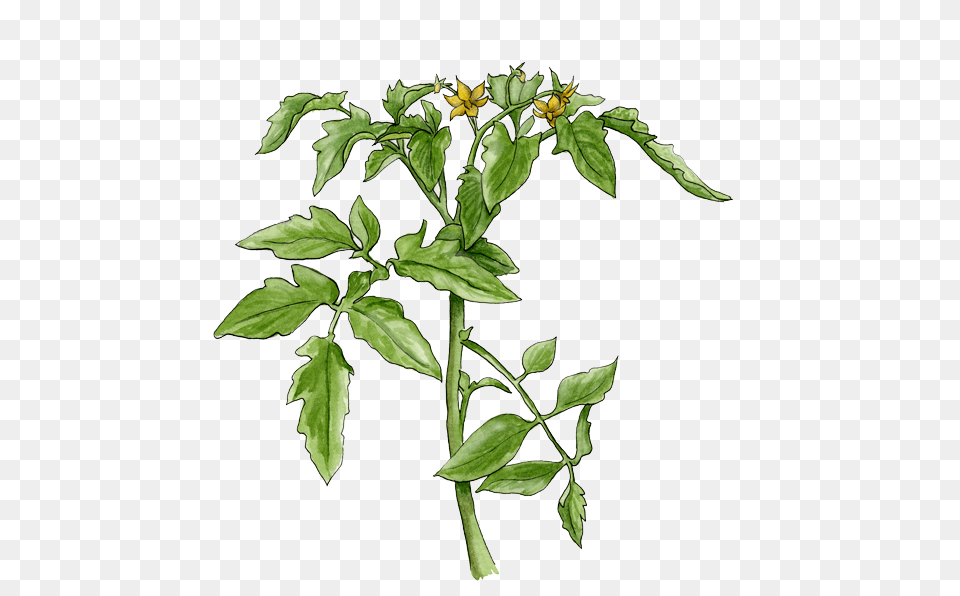 Thumb Transparent Tomato Plant, Herbal, Herbs, Leaf, Flower Png