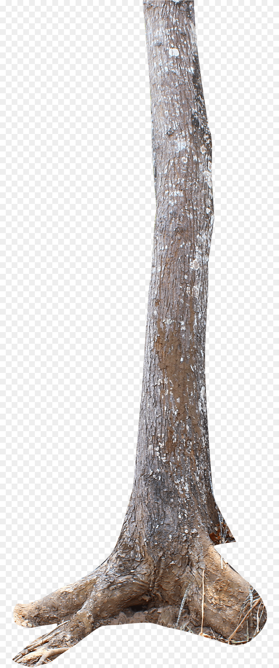 Thumb Transparent Tree Trunk, Plant, Tree Trunk, Wood Png