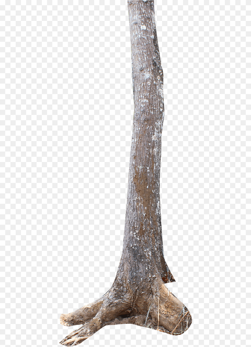 Thumb Tree Trunk, Plant, Tree Trunk, Wood Free Transparent Png