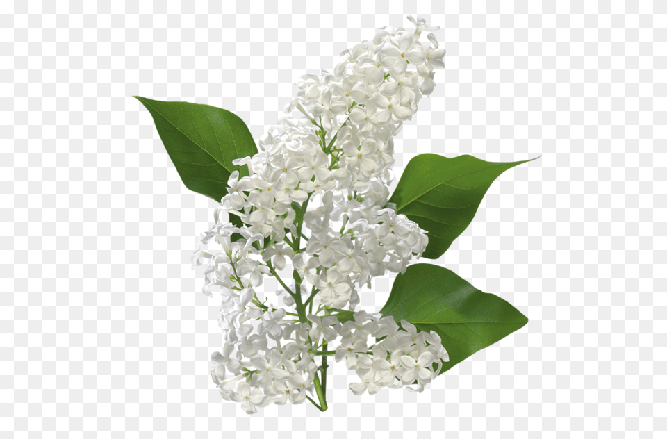 Thumb White Lilac, Flower, Plant Free Transparent Png