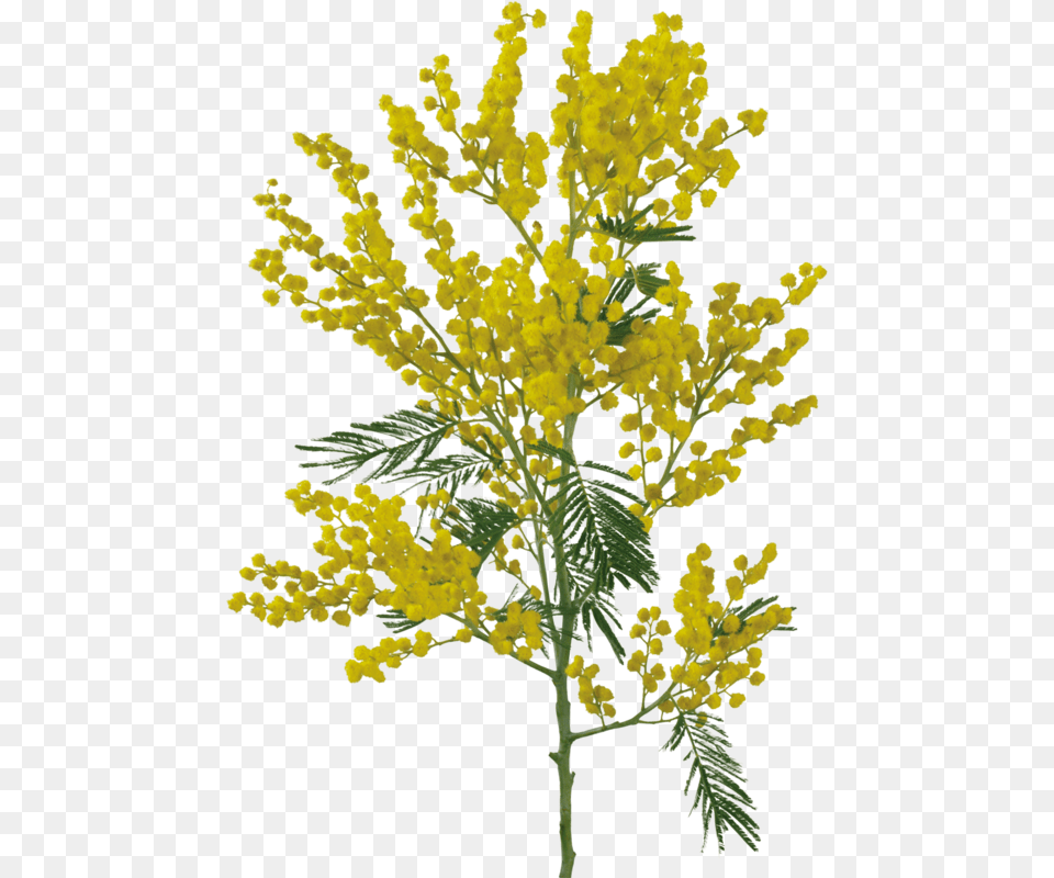 Thumb Yellow Flower For Photoshop, Leaf, Plant, Mimosa Png Image