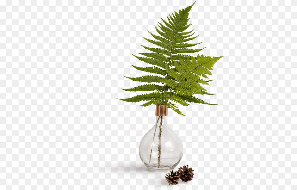 Thumbnail, Fern, Plant, Light Png