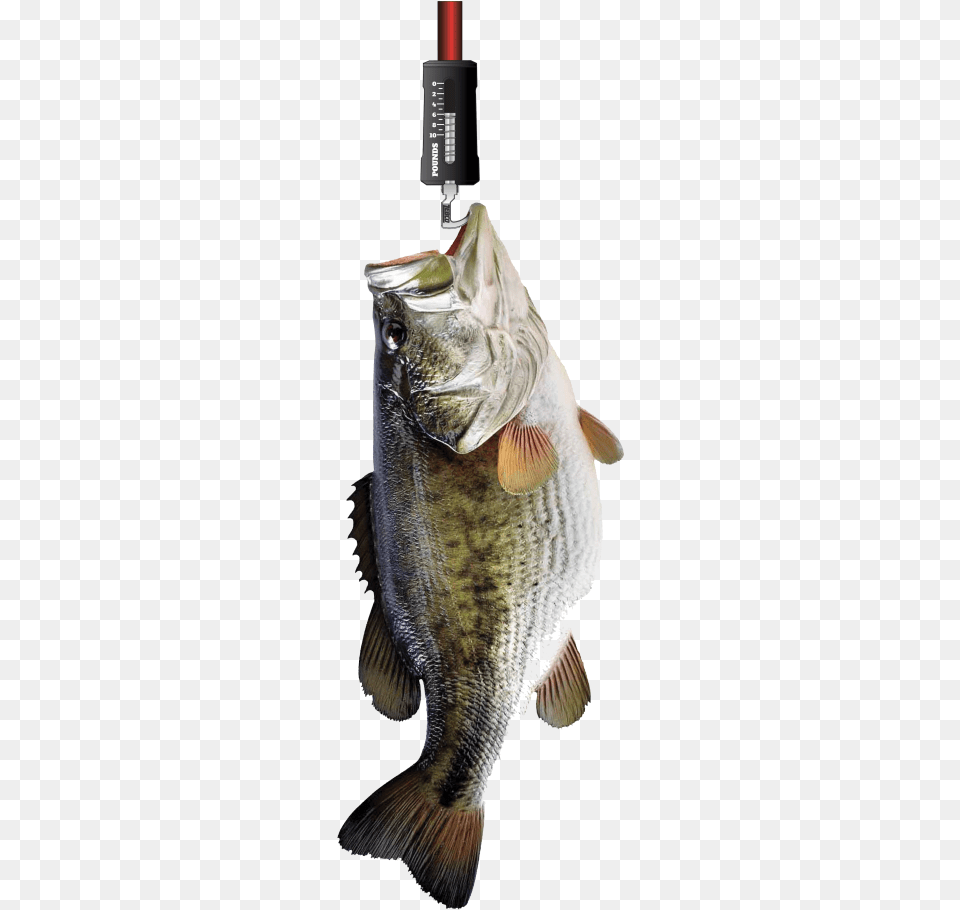 Thumbnail 5 Weigh Fish, Animal, Sea Life, Perch Png Image