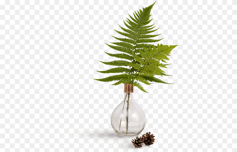 Thumbnail Vase, Fern, Plant, Light Png