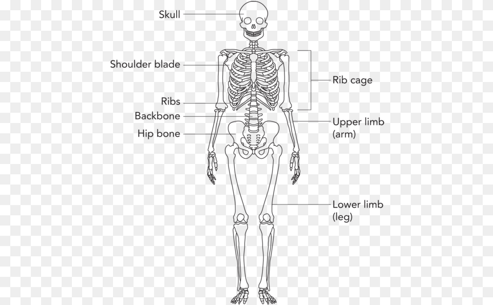 Thunderbolt Kids Labeled Simple Skeleton, Chart, Plot, Person, Measurements Png Image