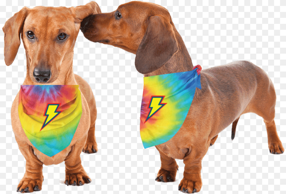 Thunderpets Pet Bandana For Your Dog Or Cat To Sport Weiner Dog, Accessories, Mammal, Tie, Formal Wear Free Png Download