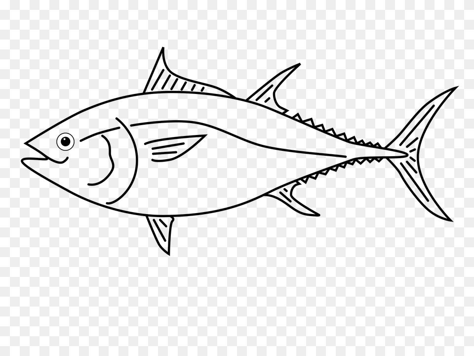 Thunnus 001 Clipart, Animal, Bonito, Fish, Sea Life Png Image