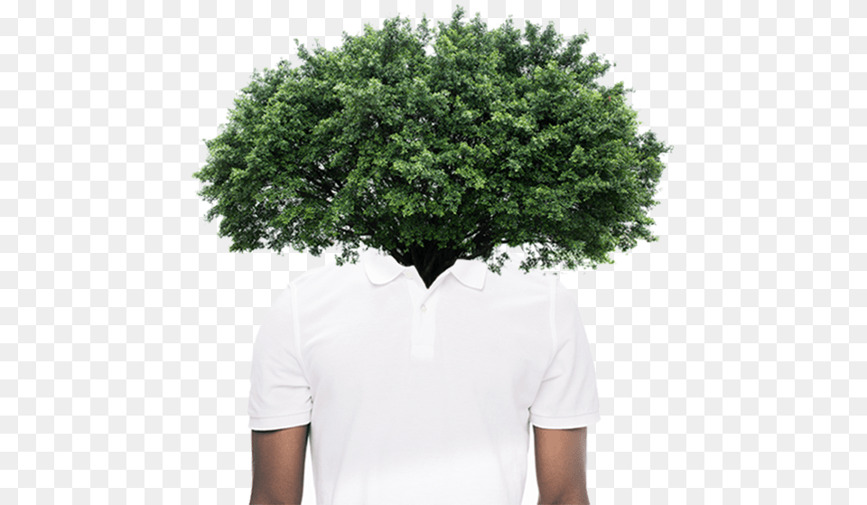 Thuya, Clothing, Plant, Potted Plant, T-shirt Free Png Download