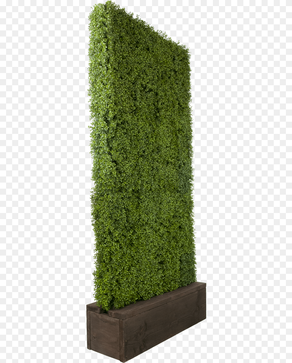 Thuya, Vase, Pottery, Potted Plant, Planter Free Transparent Png