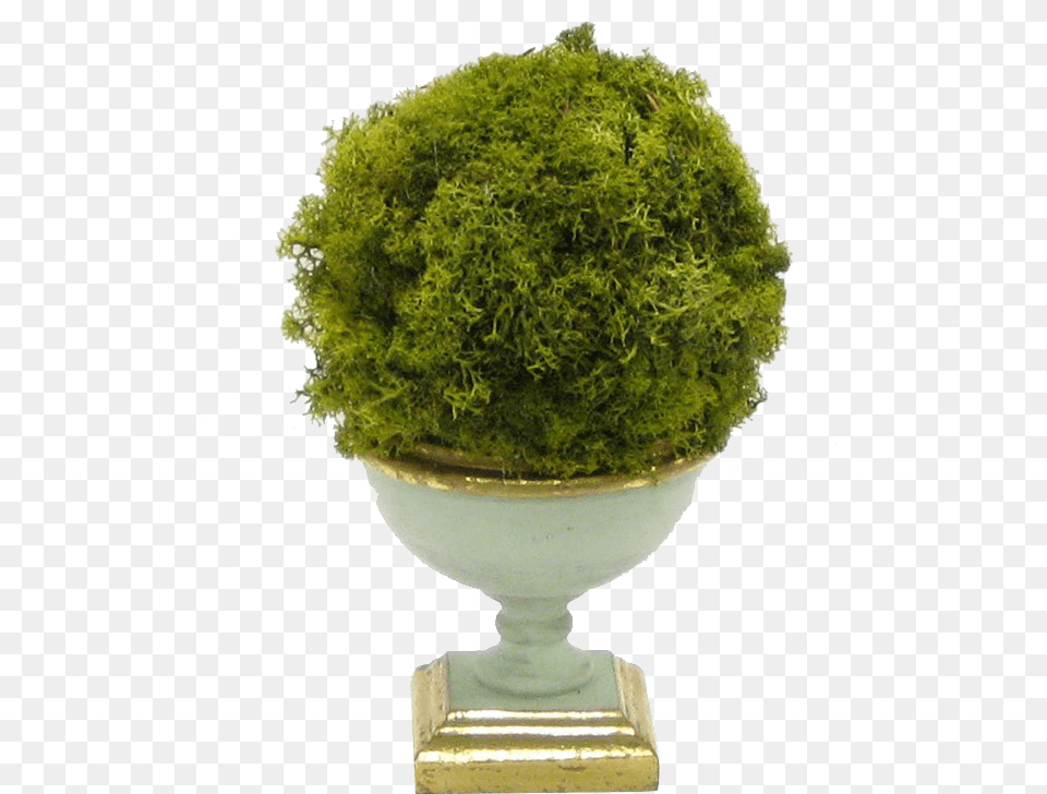 Thuya, Conifer, Moss, Plant, Potted Plant Png
