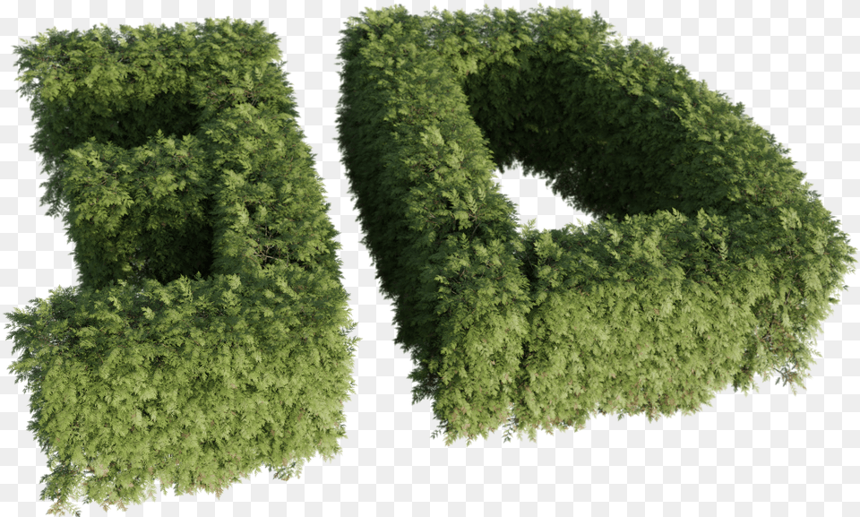 Thuya, Fence, Hedge, Plant, Moss Free Png