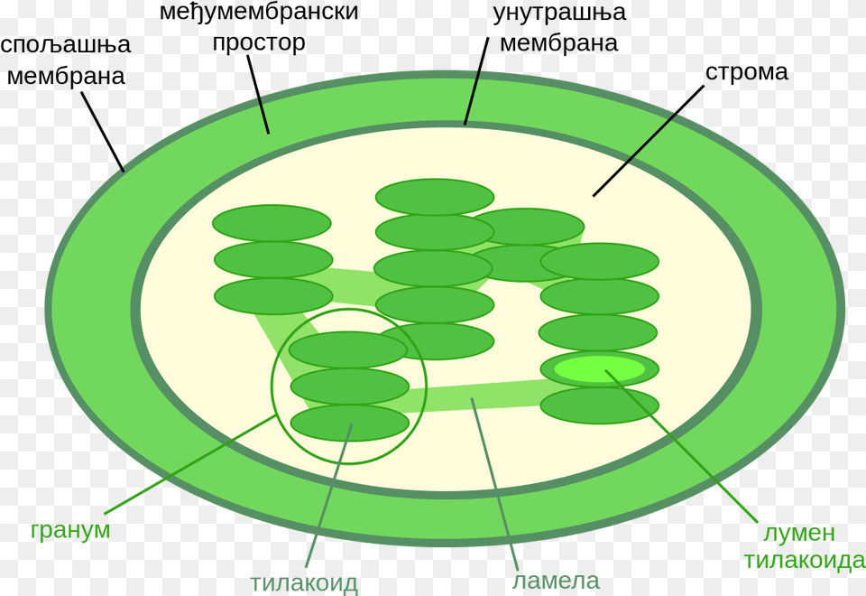 Thylakoid Space In Chloroplast Download Chloroplast Diagram, Disk Png