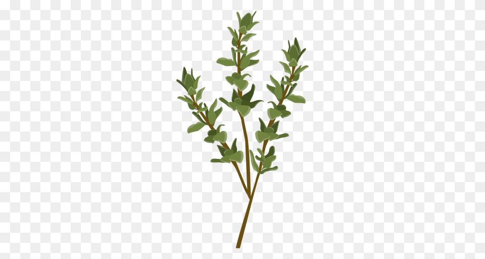 Thyme Herb Illustration, Grass, Leaf, Plant, Tree Free Png