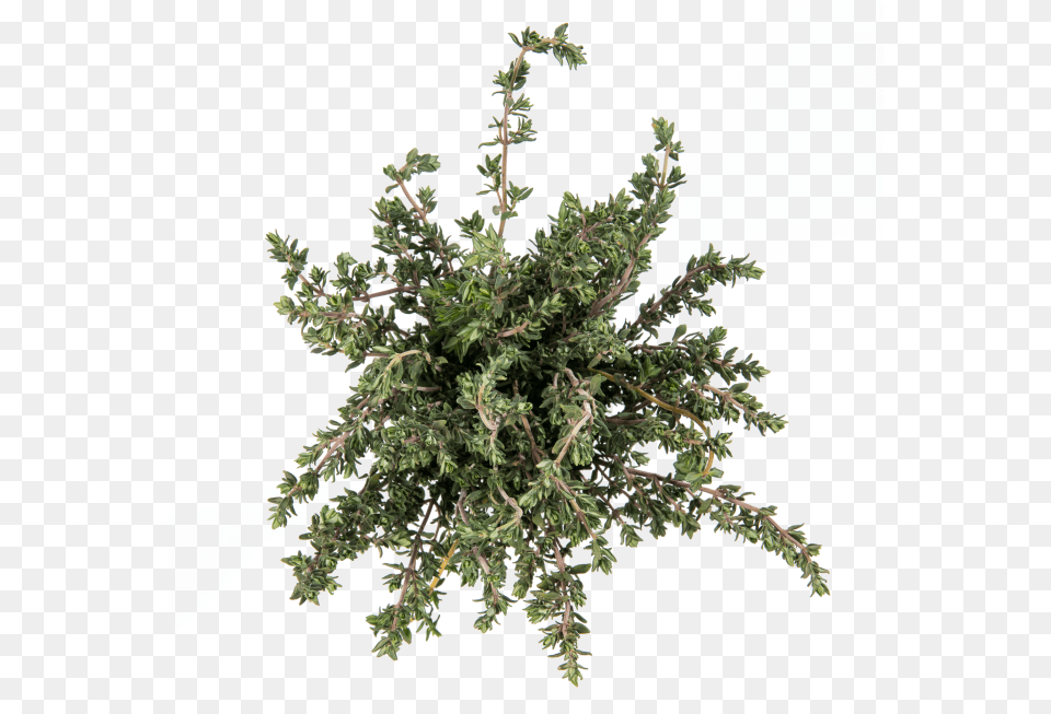 Thyme Pond Pine, Leaf, Herbal, Herbs, Tree Free Png Download