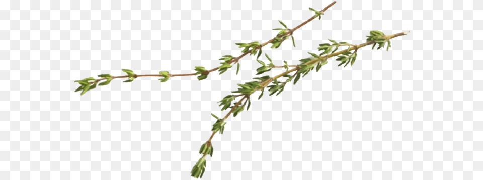 Thyme Thyme Leaves Transparent Background, Amaranthaceae, Grass, Leaf, Plant Png Image