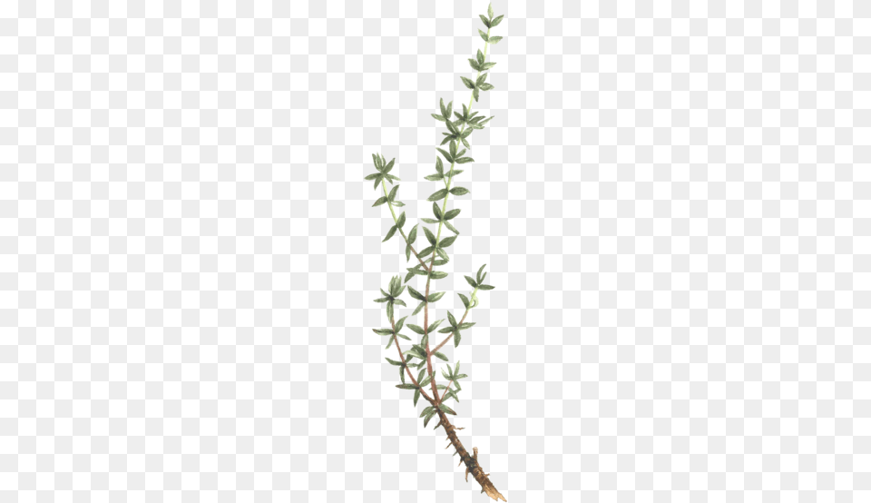 Thyme Thyme Tattoo, Grass, Moss, Plant, Amaranthaceae Free Transparent Png