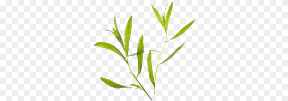Thyme Transparent Hierbas, Herbal, Herbs, Leaf, Plant Png