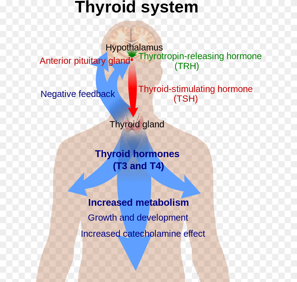 Thyroid System Svg Thyroid System, Adult, Person, Neck, Man Free Transparent Png