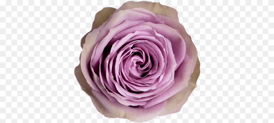 Tiara Retail U2014 Conectiflor Sa Garden Roses, Flower, Petal, Plant, Rose Free Png Download