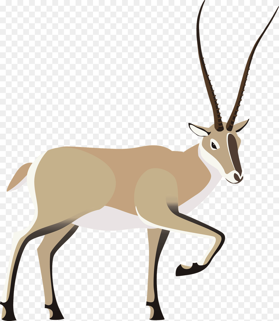 Tibetan Antelope Clipart, Animal, Gazelle, Mammal, Wildlife Free Transparent Png