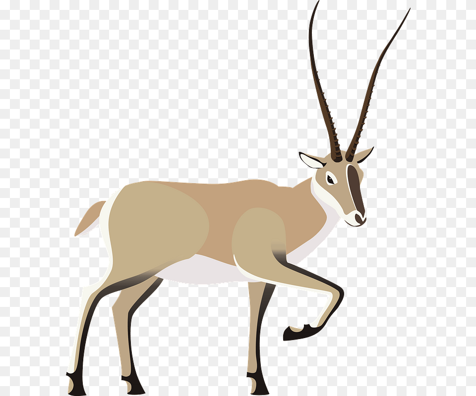 Tibetan Antelope Clipart Deer, Animal, Gazelle, Mammal, Wildlife Free Transparent Png