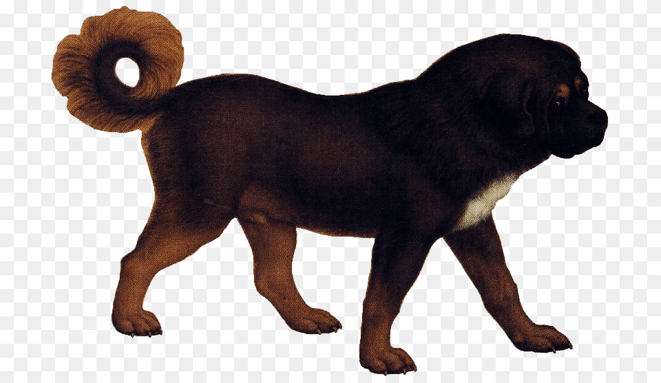 Tibetan Mastiff, Animal, Canine, Dog, Mammal Png