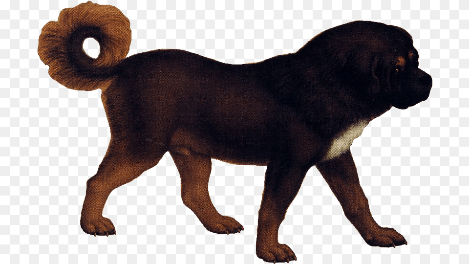 Tibetan Mastiff Animal Images Transparent Background, Canine, Dog, Mammal, Pet Free Png