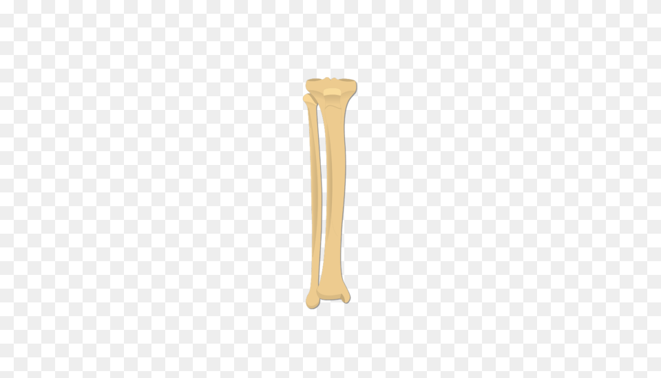 Tibia And Fibula Bones, Cutlery Png Image