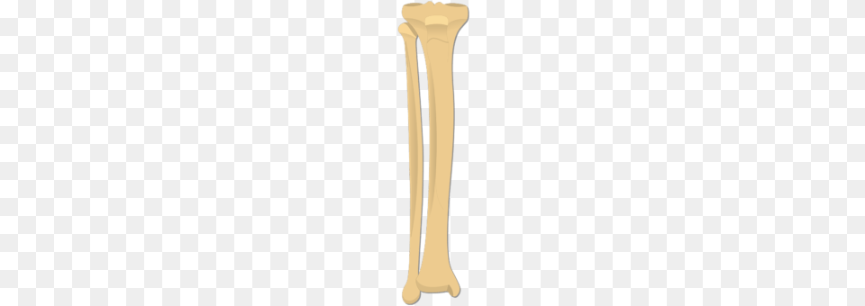 Tibia And Fibula Bones Column, Pottery, Jar, Vase, Text Png