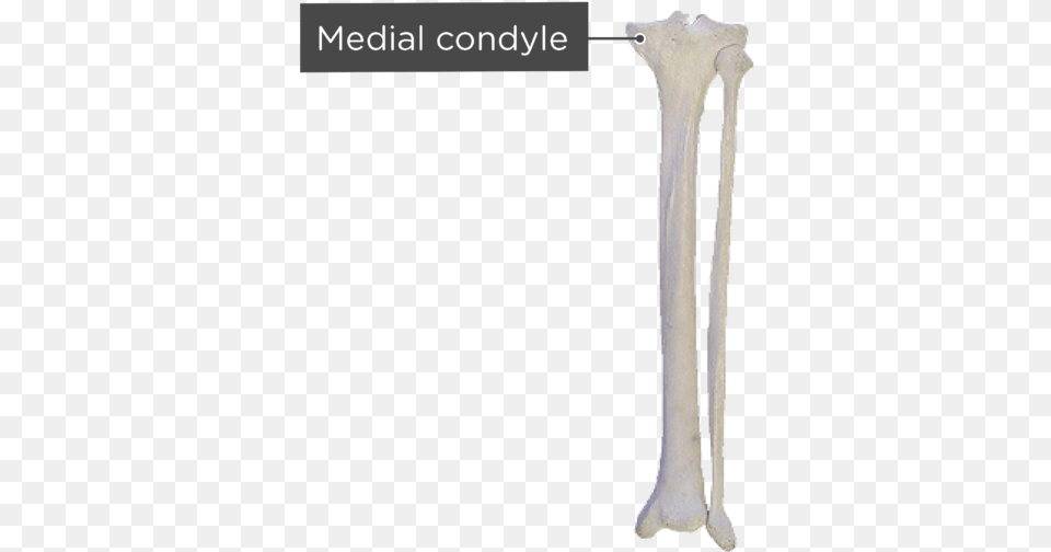 Tibia And Fibula Tibia And Fibula Posterior View, Cutlery, Pottery Free Transparent Png