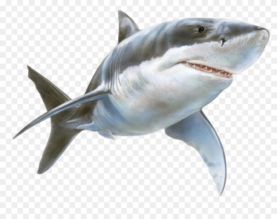 Tiburn Great White Shark, Animal, Fish, Sea Life Free Png Download
