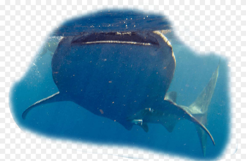 Tiburon Ballena Whale Shark, Animal, Sea Life, Fish, Manta Ray Free Png Download