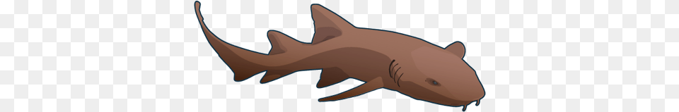 Tiburon Nodriza Nurse Shark, Animal, Fish, Sea Life Free Png