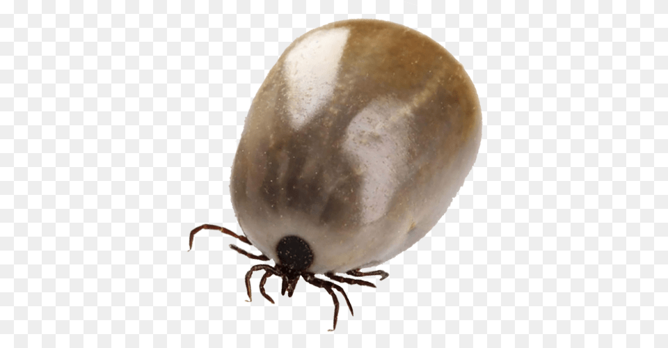 Tick, Animal, Insect, Invertebrate Free Transparent Png