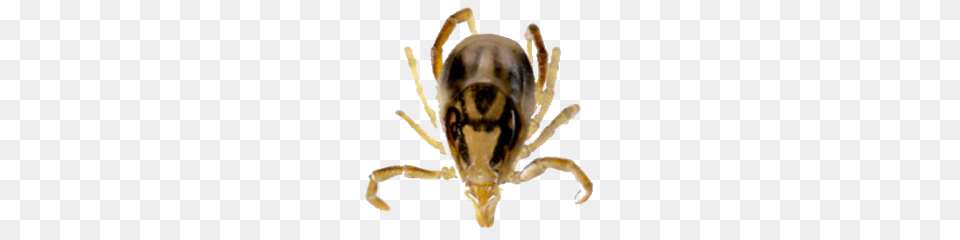 Tick, Animal, Insect, Invertebrate Free Transparent Png