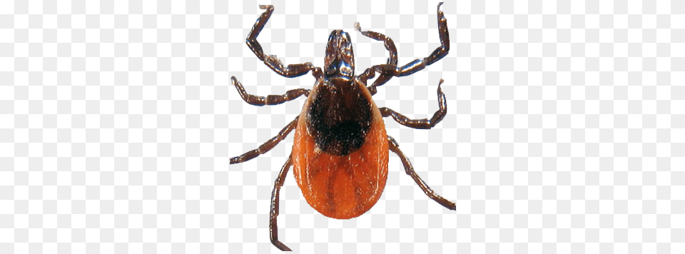 Tick, Animal, Invertebrate, Spider Free Png